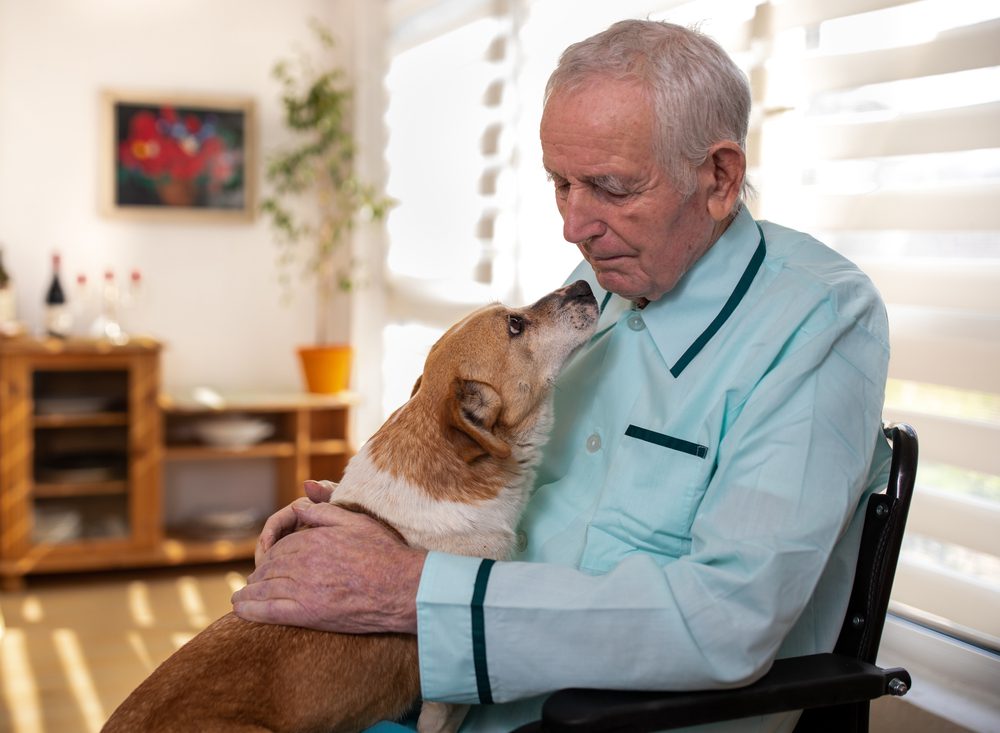 home at the end of life with dog